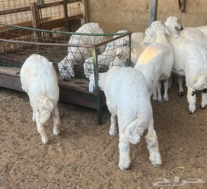 طليان حريات 1