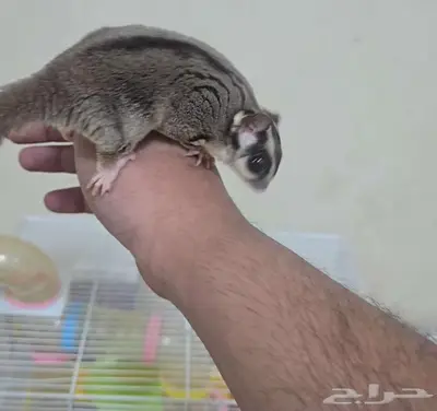 شوقر قلايدر ذكر للبيع 0