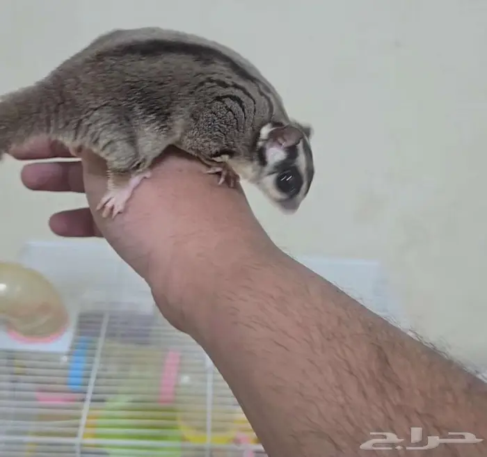 شوقر قلايدر ذكر للبيع 0