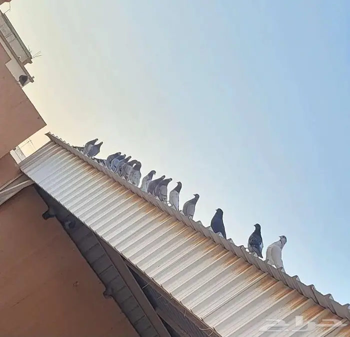 حمام 3