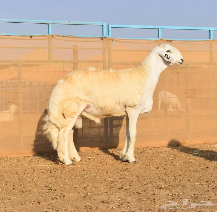 طلي حري مشروع فحل صنف الصنف 0