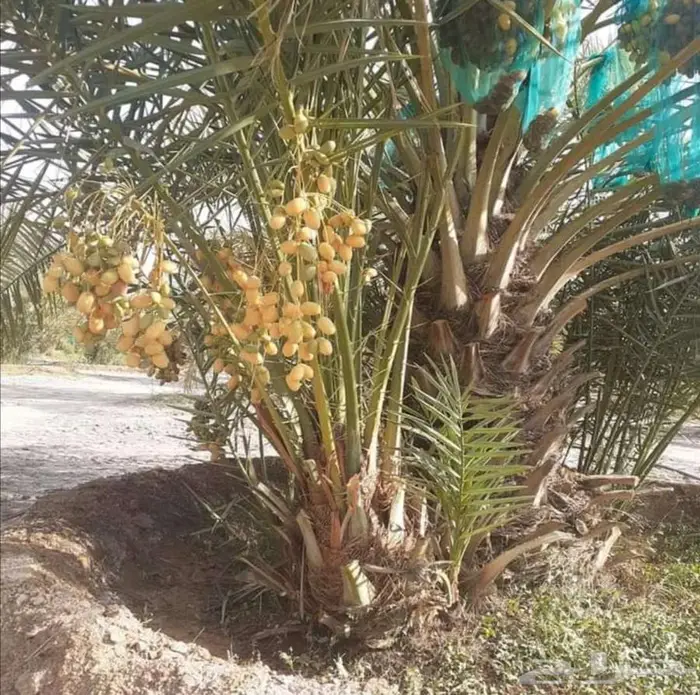 نخل للبيع مثمرة 6