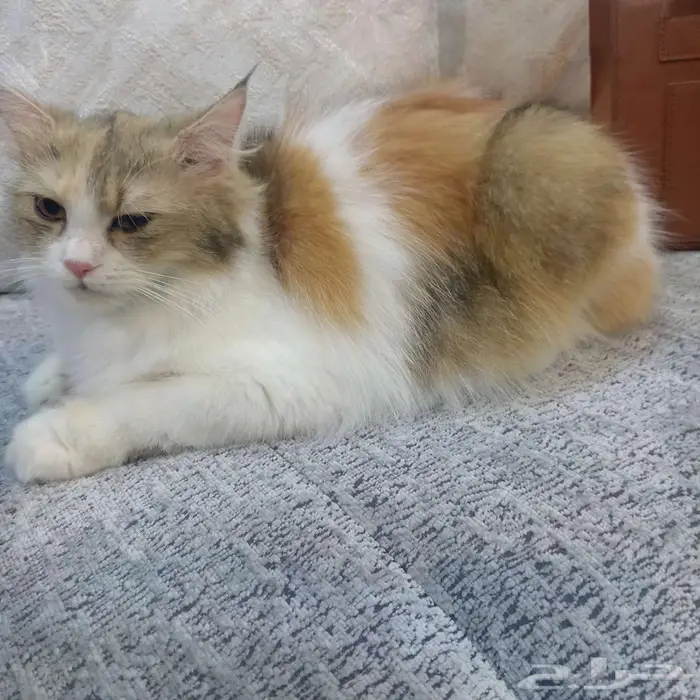 قطة للتبني 0