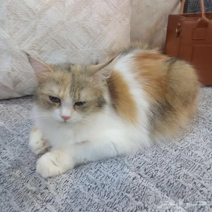 قطة للتبني 1