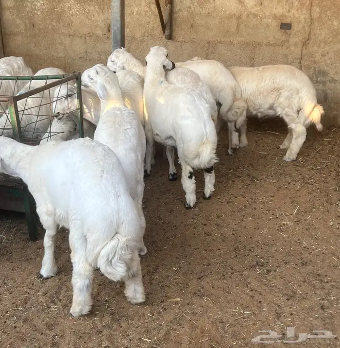 طليان حريات 0