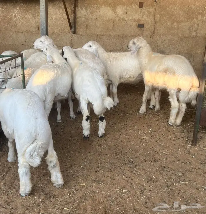 طليان حريات 2