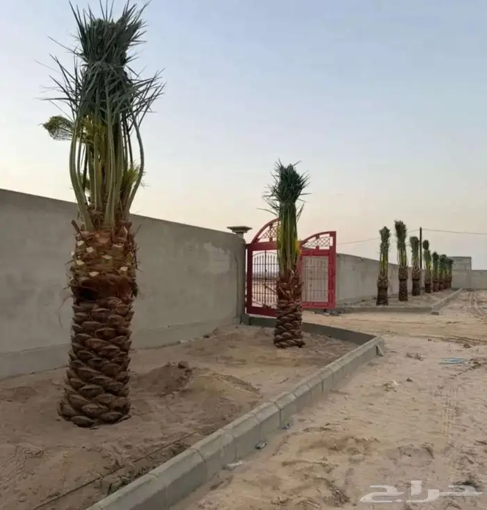 انخل للبيع 2