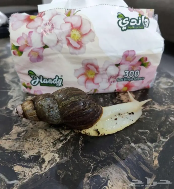 حلزون أفريقي عملاق مع اغراضه 0