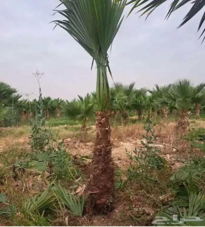 انخل للبيع 11