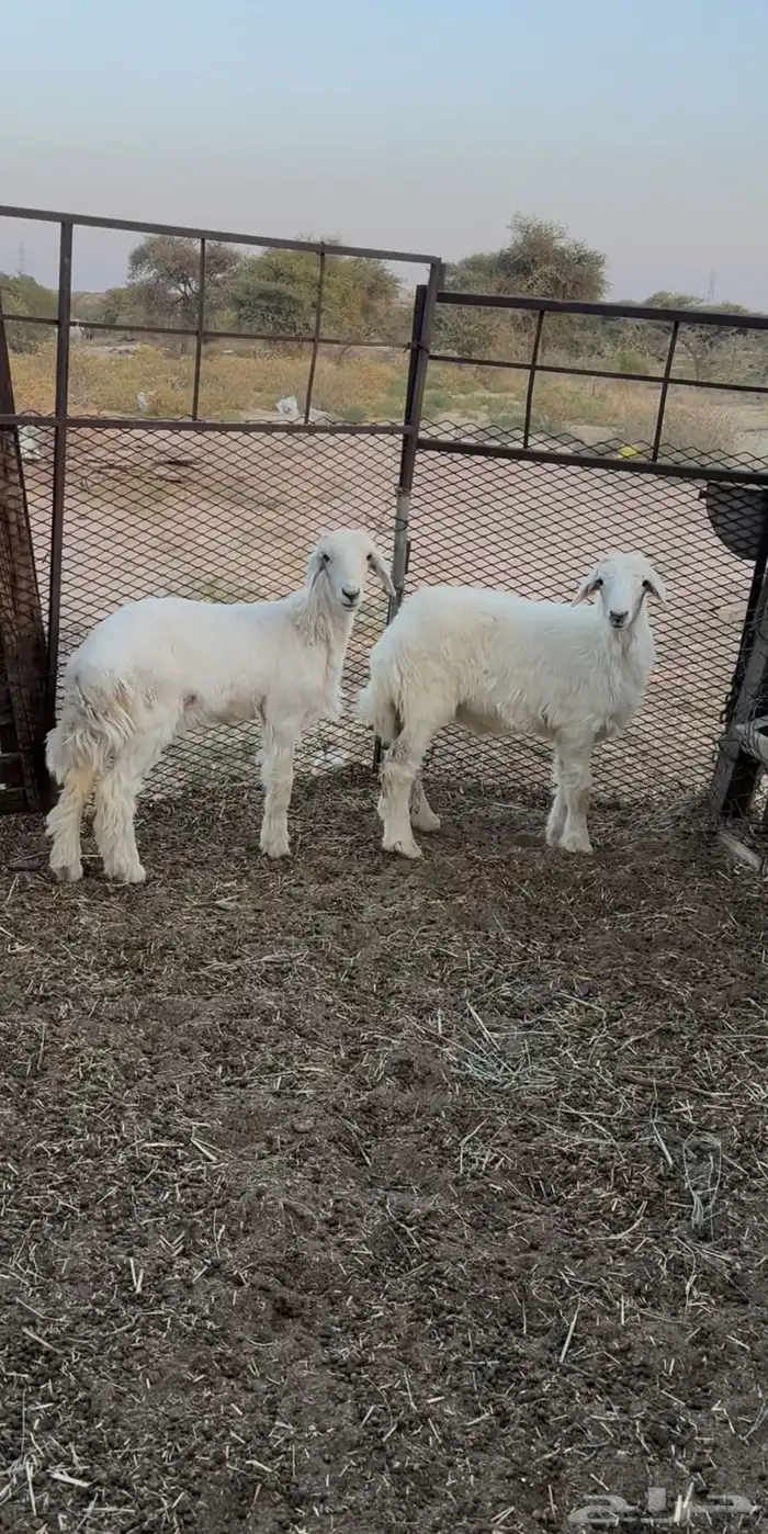 بهم حري كفو 0