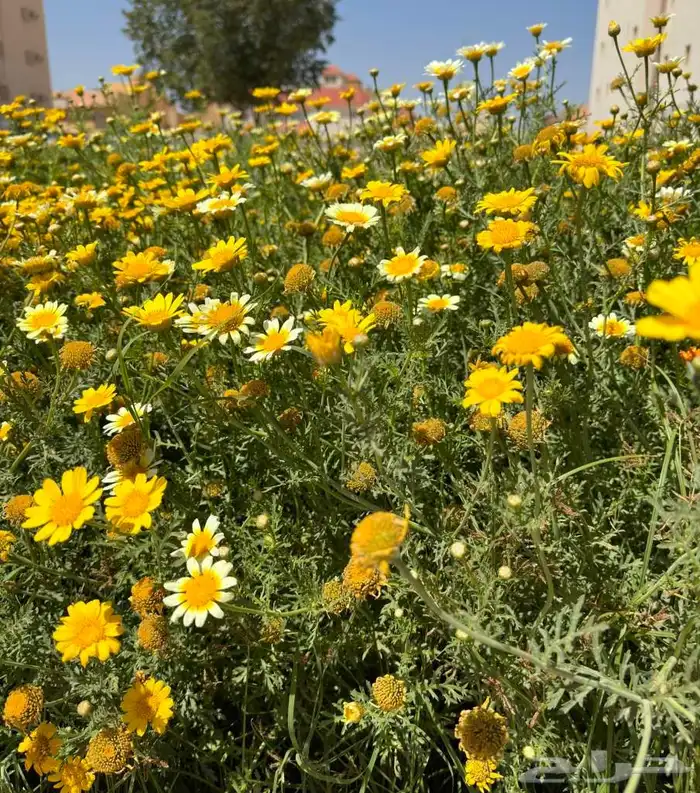 بكج بذور ازهار الربيع البرية 9