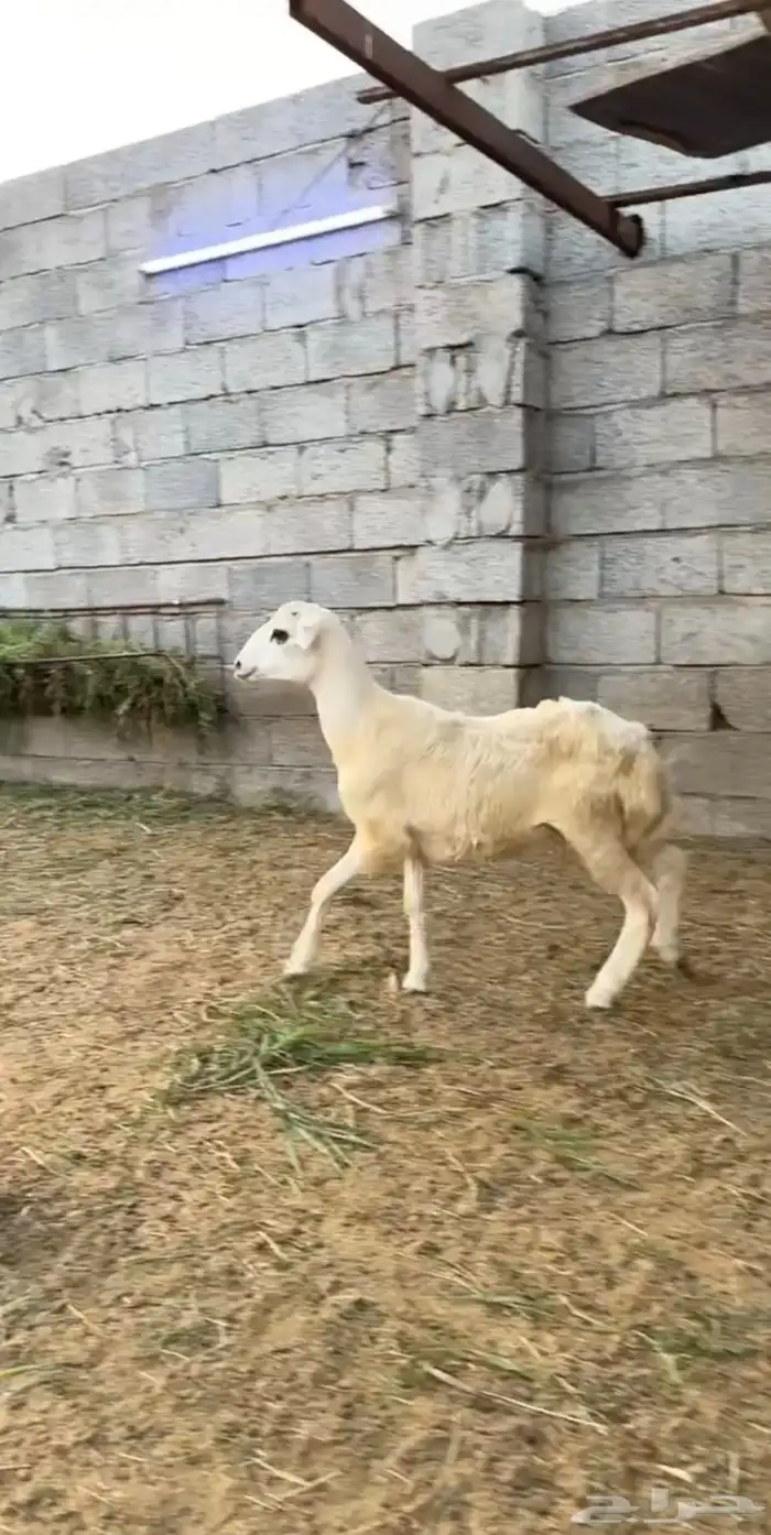 فرير للبيع 1