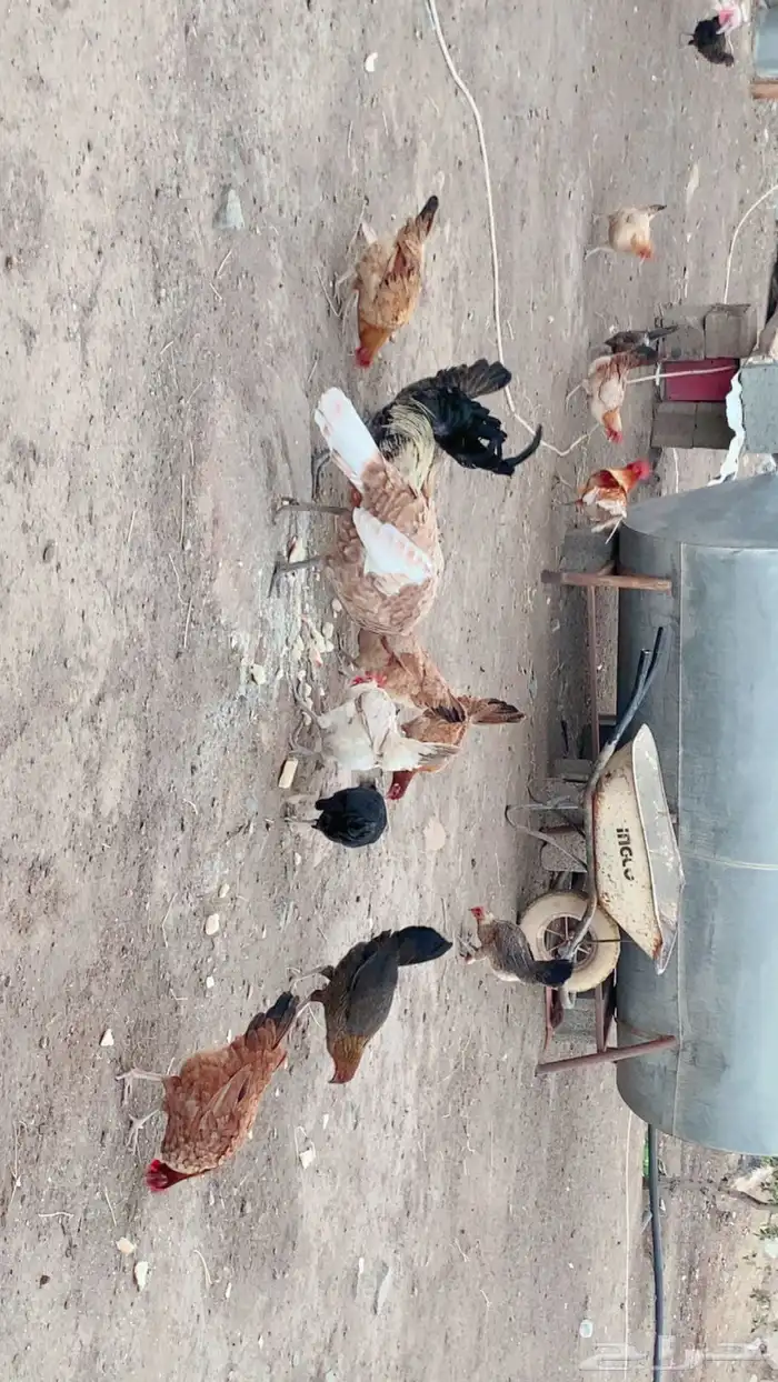 للبيع دجاج بلدي حجاب 2
