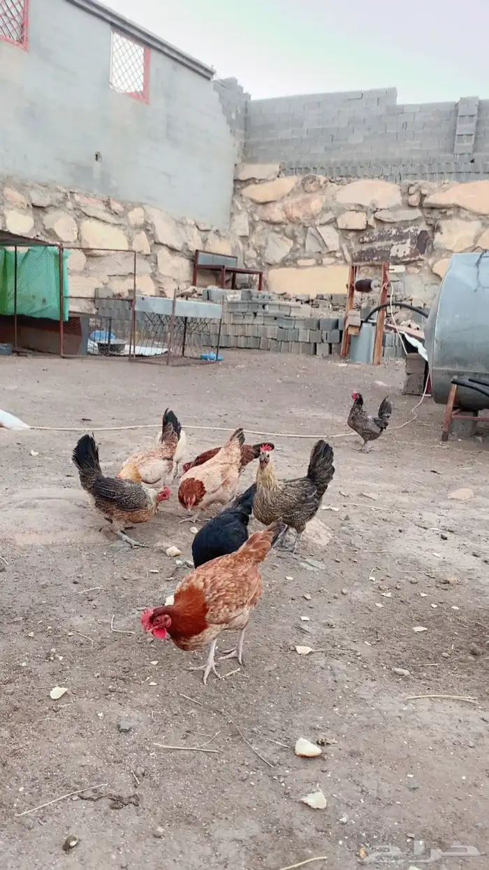 للبيع دجاج بلدي حجاب 1