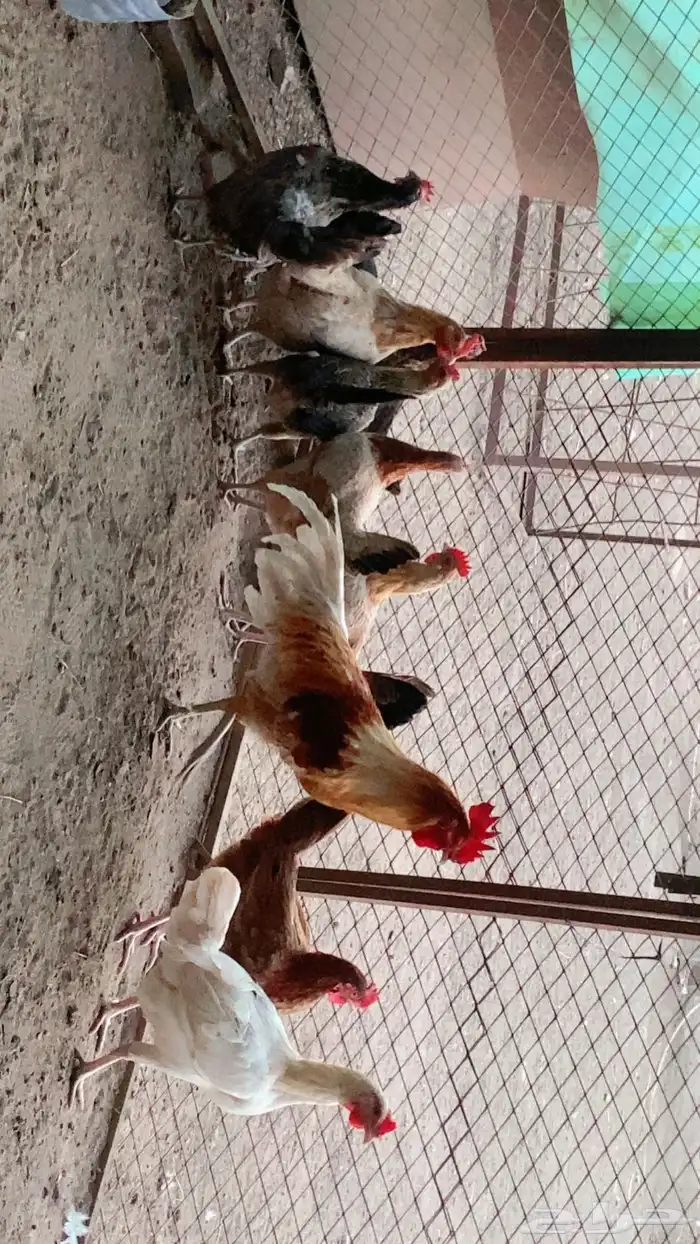 للبيع دجاج بلدي حجاب 0