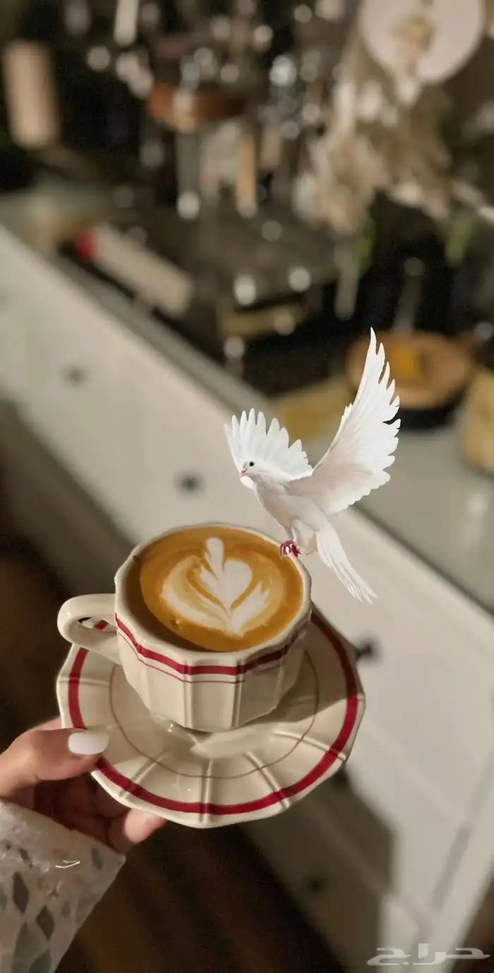 مصورة جوال 14