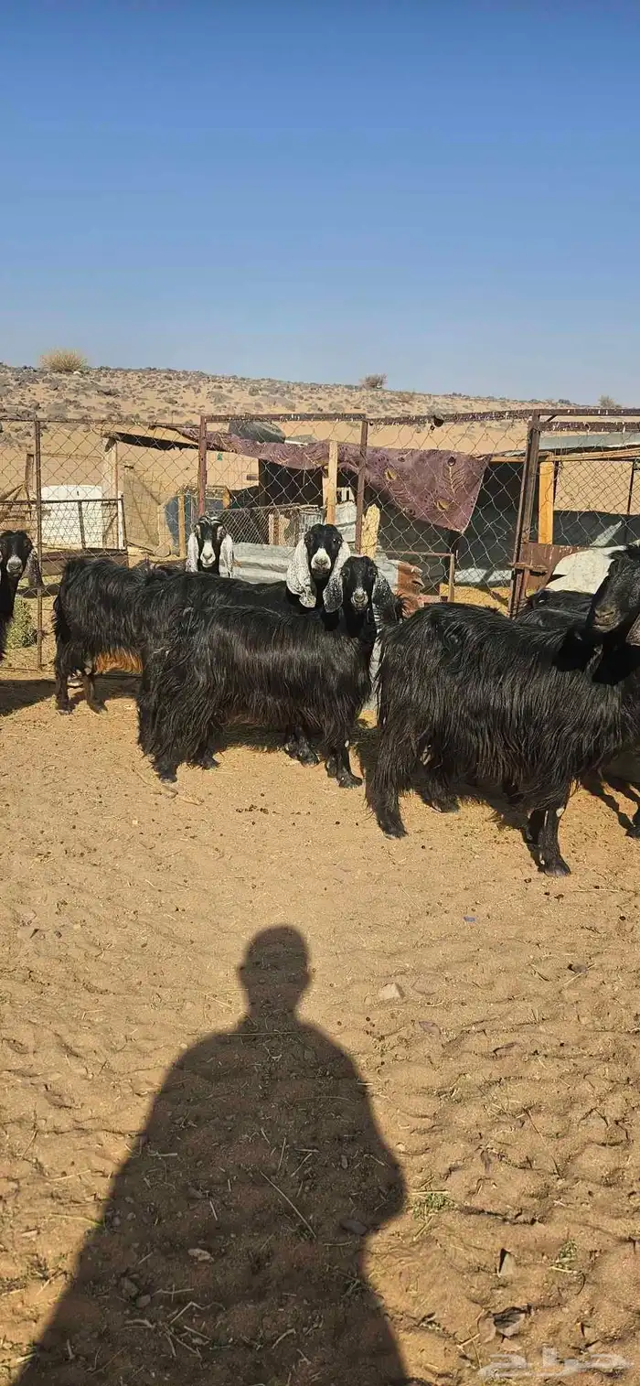 تم البيع 0