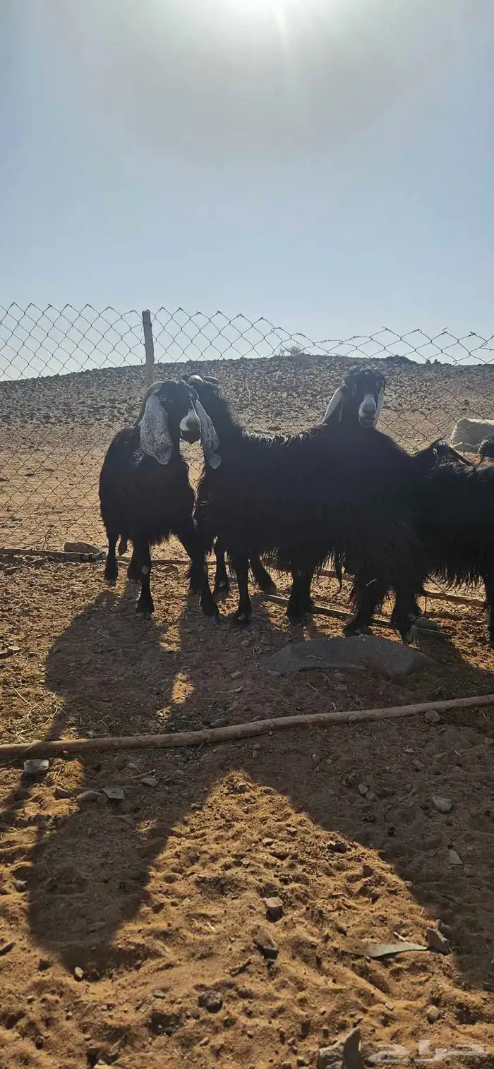 تم البيع 2