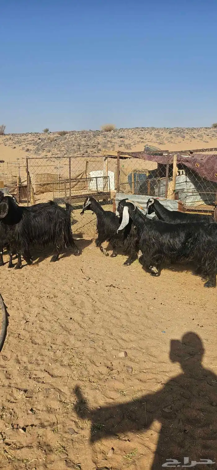تم البيع 1
