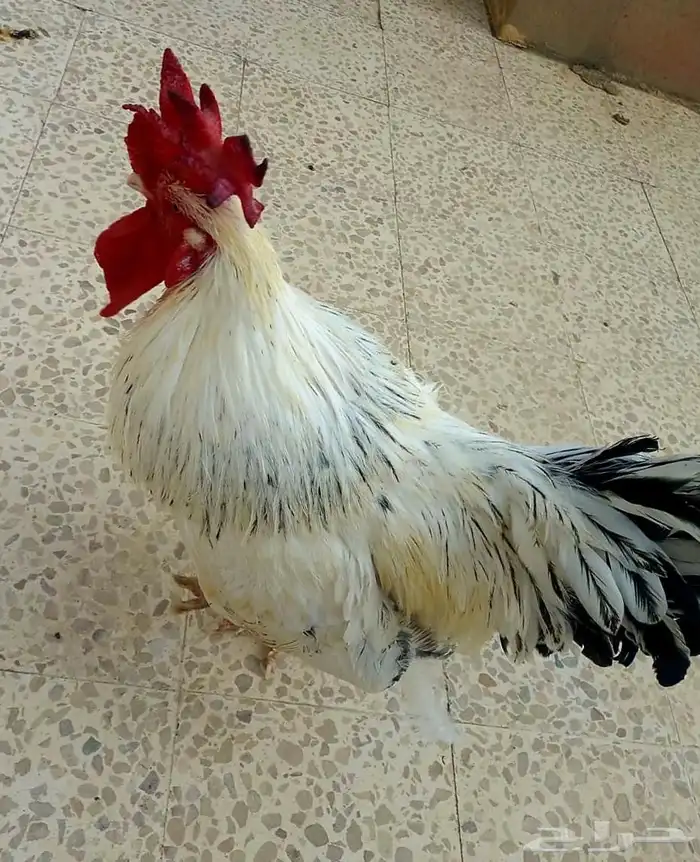ديك بلدي 0