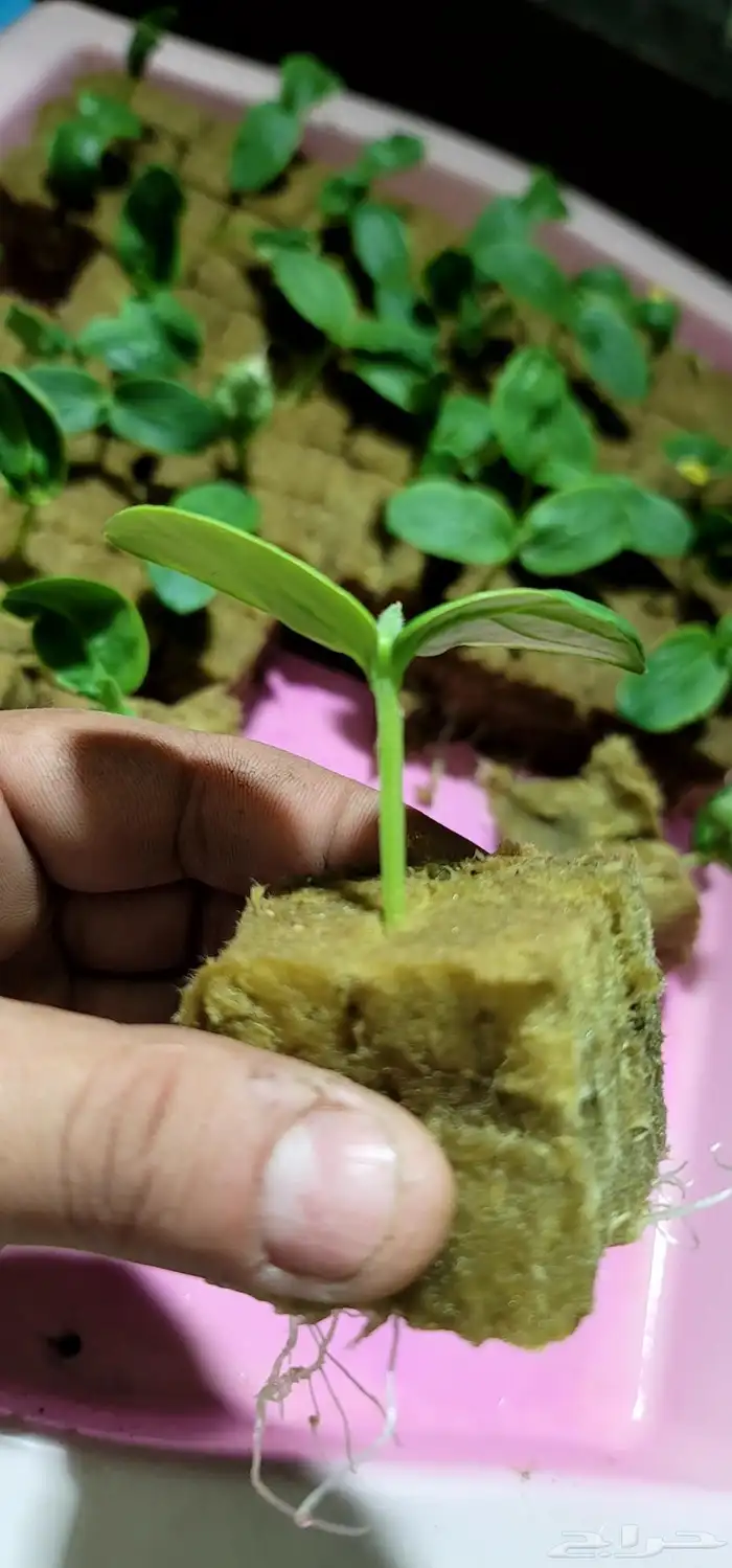 شركة ركن الفلاحة التجارية لجميع خدمات الزراعة المائية 11