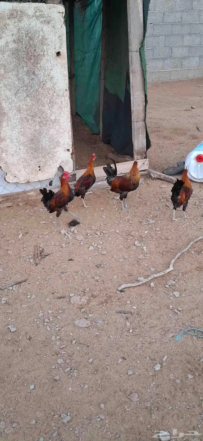 ديوك عربي 2