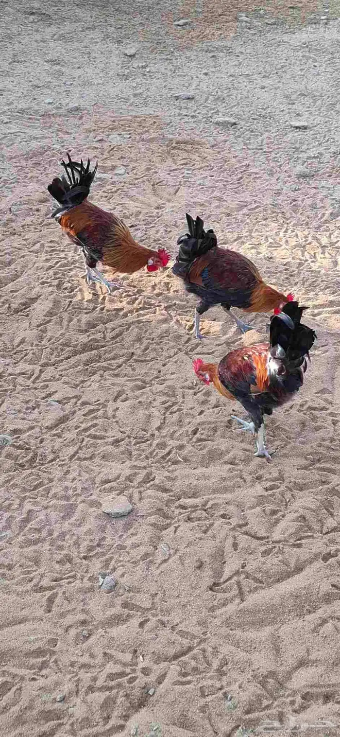 ديوك عربي 1