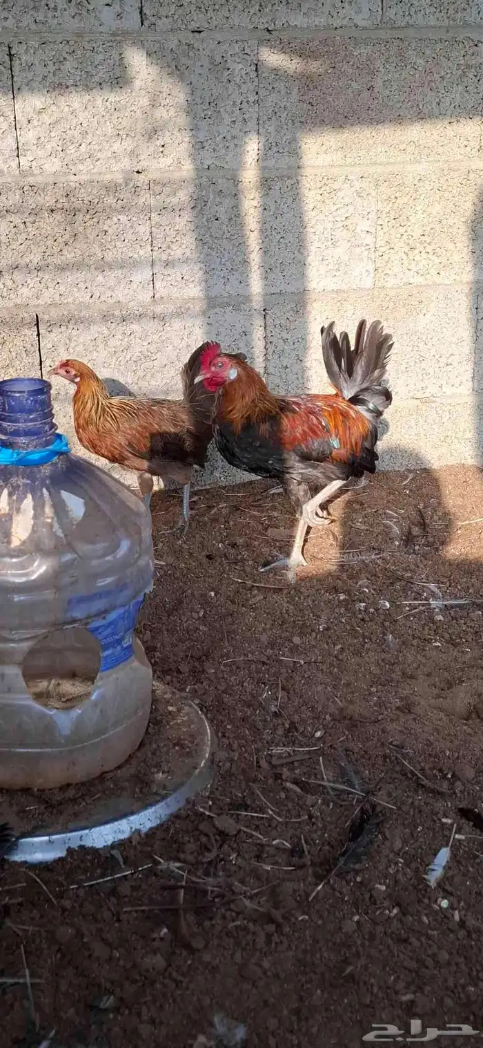 دجاج عربي 1