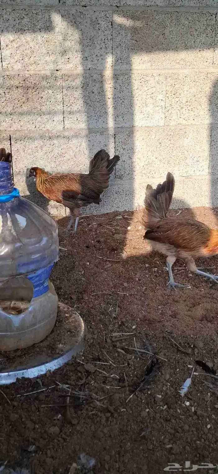 دجاج عربي 0