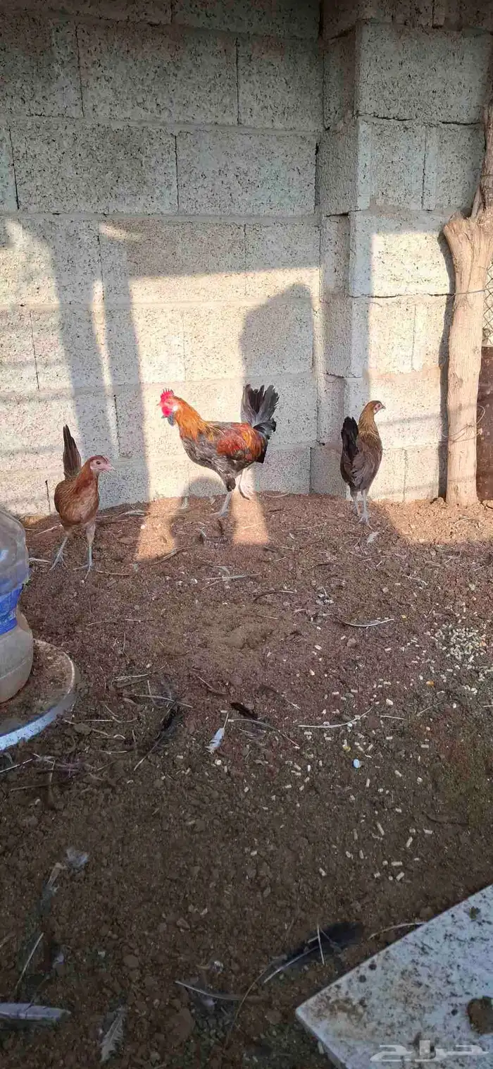 دجاج عربي 2