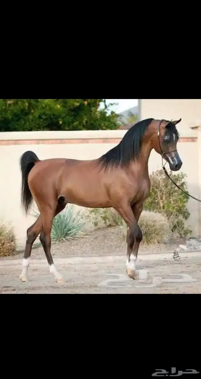 خيل 0