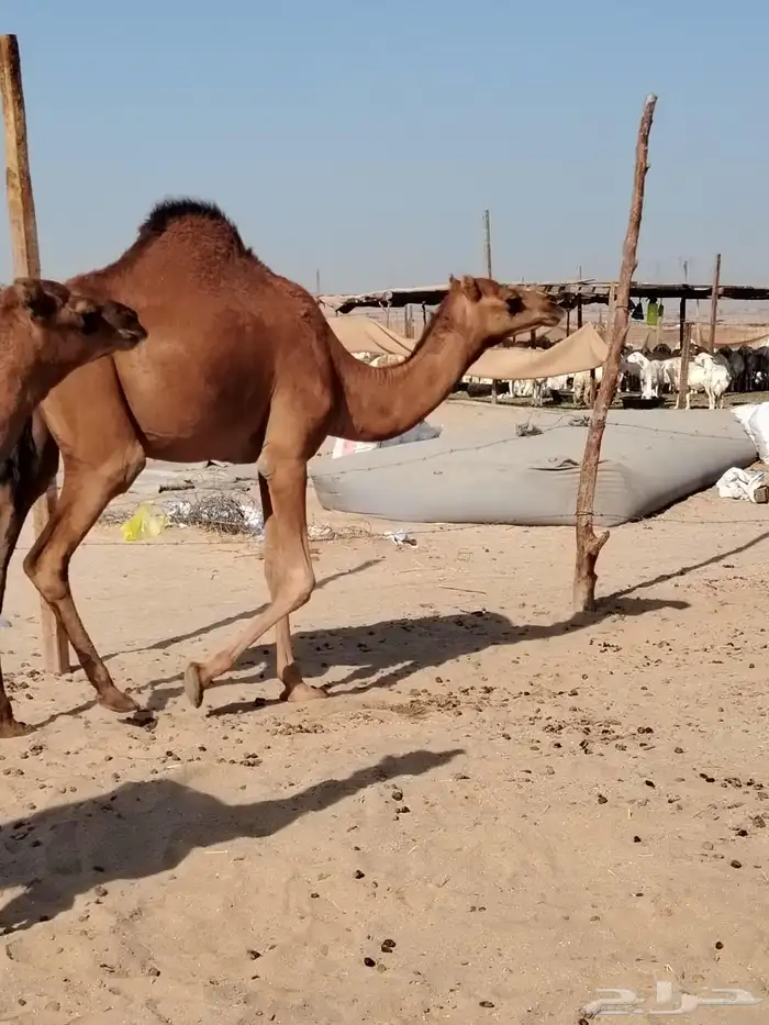 بكار مقاني مشروطه 4