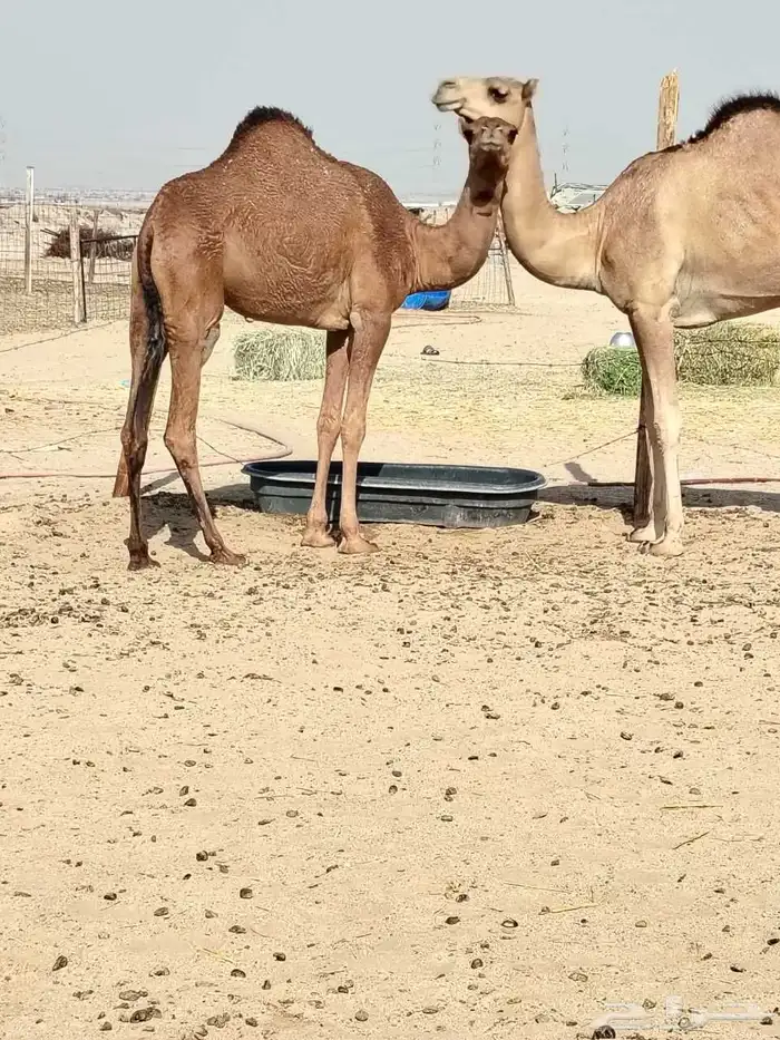 بكار مقاني مشروطه 0