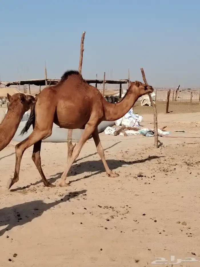 بكار مقاني مشروطه 3