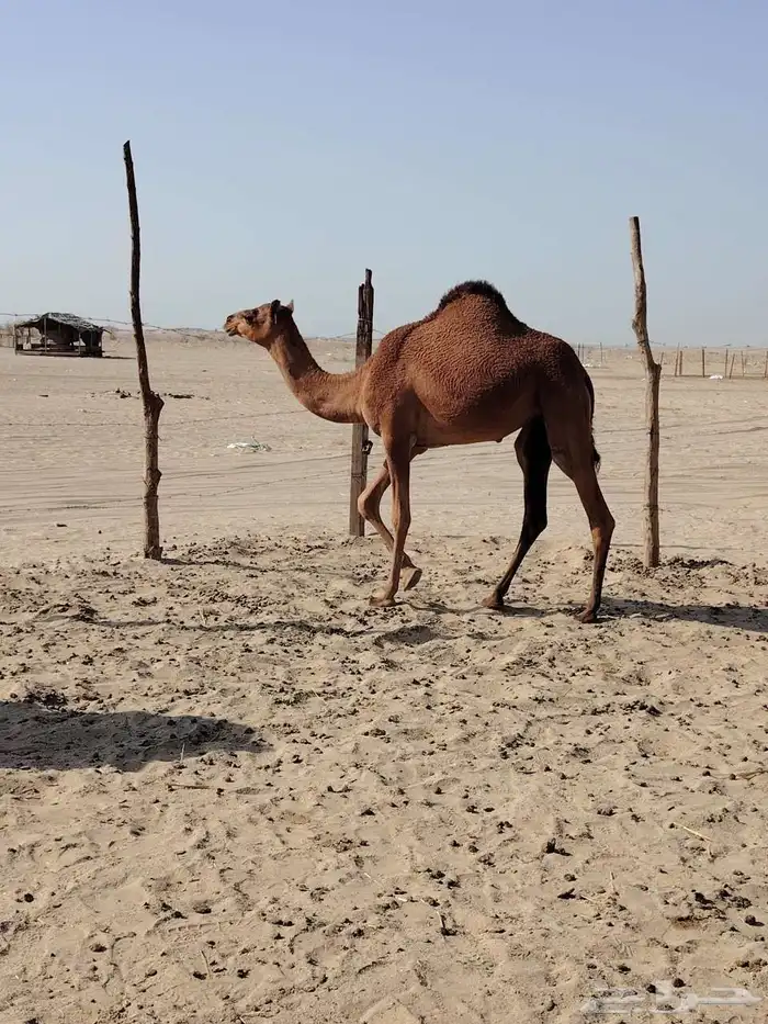 بكار مقاني مشروطه 1