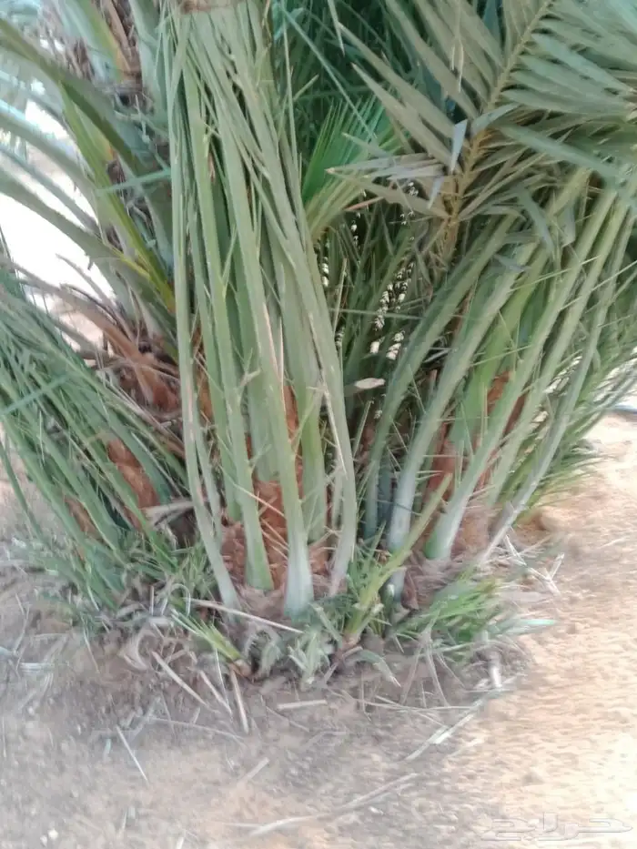 فروخ فسائل جثايث للبيع 0