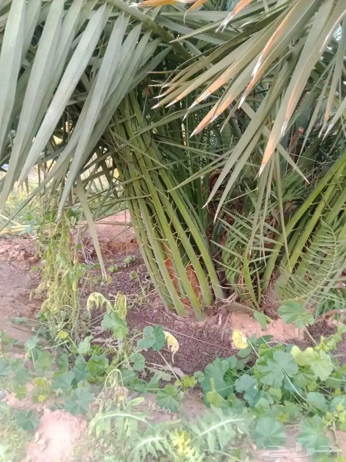 فروخ فسائل جثايث للبيع 1