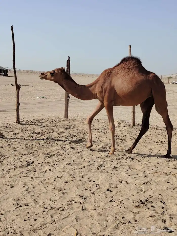 بكار مقاني مشروطه 5