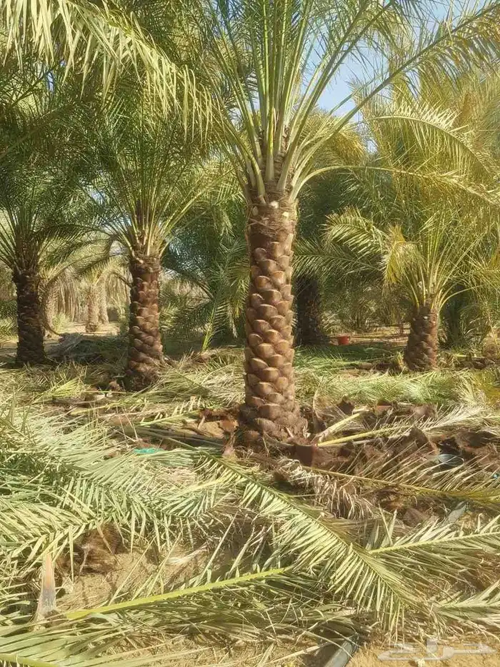 ابو ناصر لتوريد وتركيب جميع انواع انخل المثمر وزينه 9