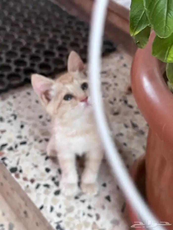 قطة صغيرة عمرها أقل من شهرين للتبني 2