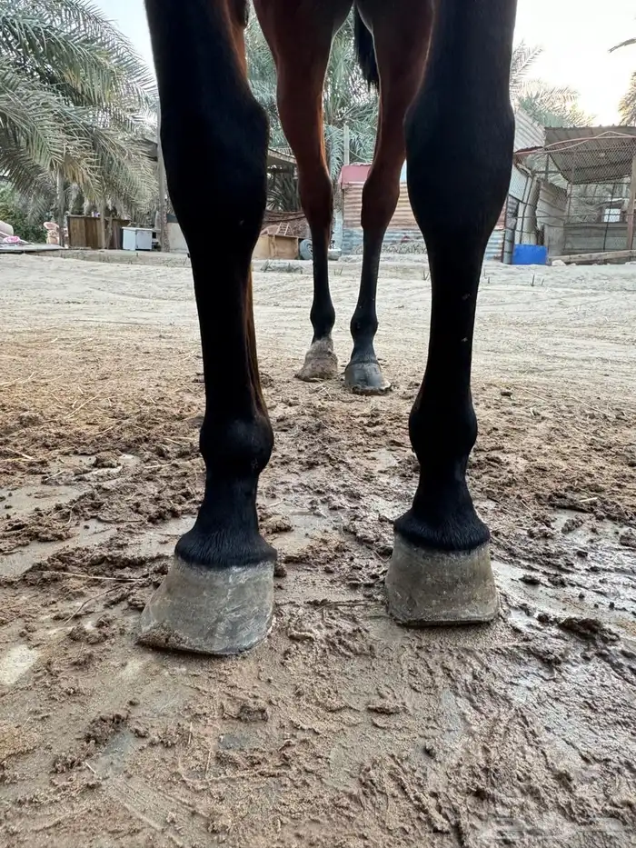 فرس مكس مواليد 2011 0