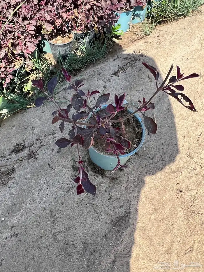 شتلات وأشجار جملة فقط 2