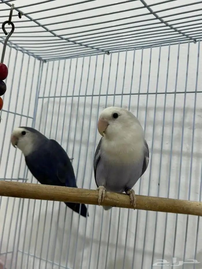 زوج روز اليف 1