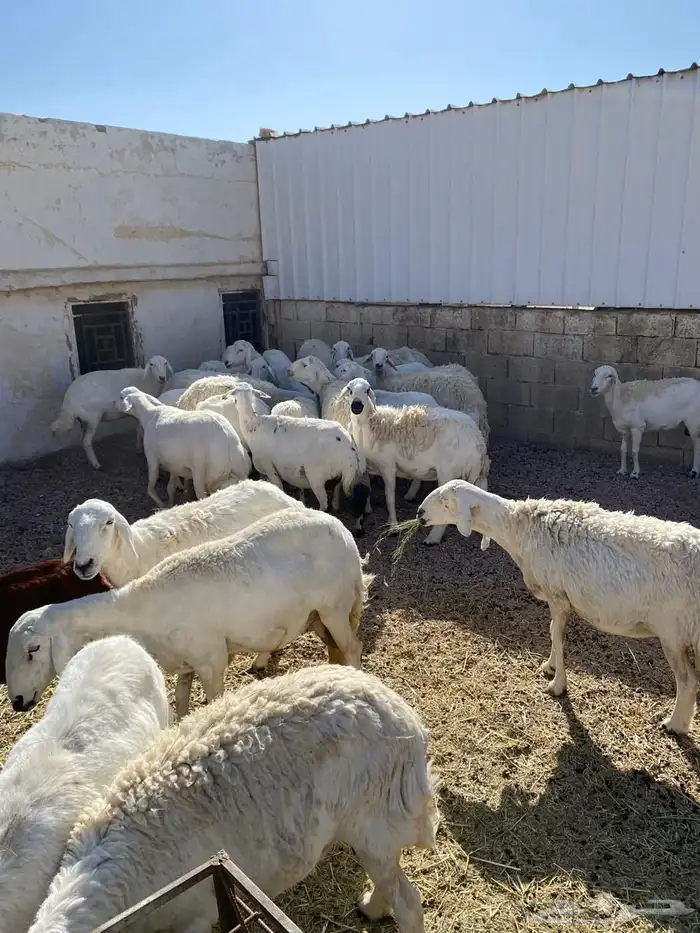 غنم للبيع 1