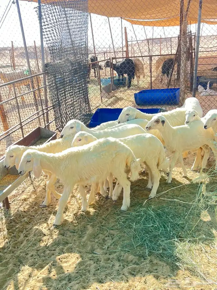 بهم رخال ذبايح مقنوي 1