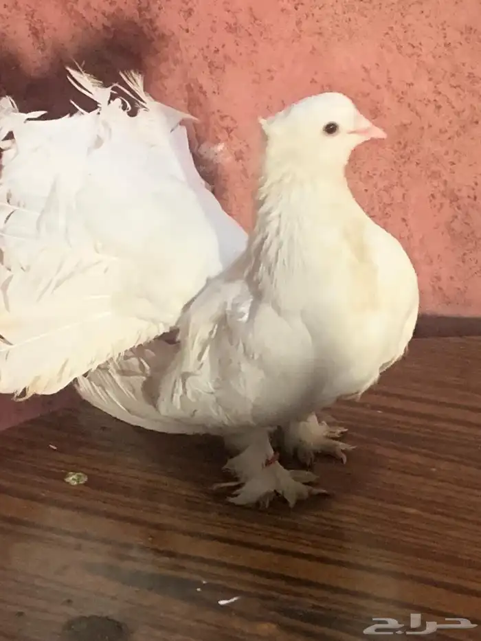 للبيع 0