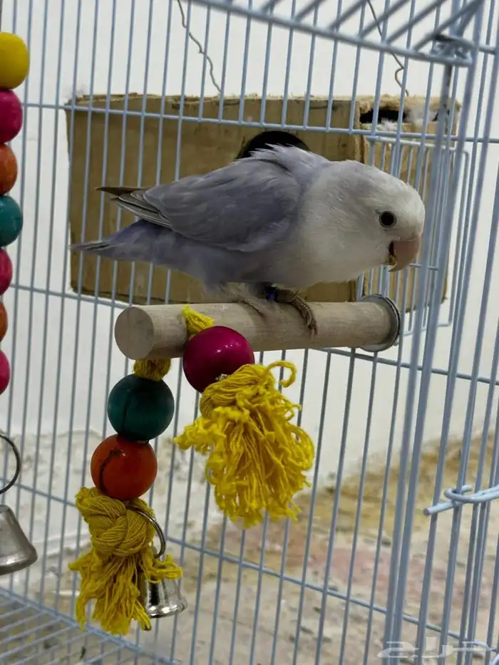 زوج روز اليف 2