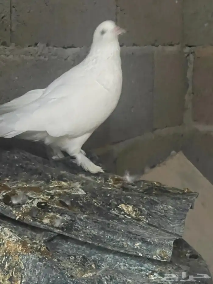 حمام للبيع 3