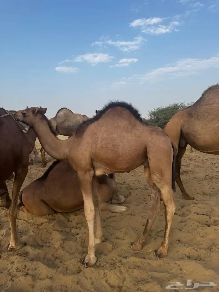 قعود للبيع لباني ساحلي 1