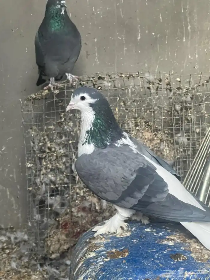 حمام للبيع 0